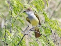 Brown-crested Flycatcher - Paton Center for Hummingbirds (Patons' Yard)  - Santa Cruz County, Arizona - May 4, 2023