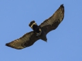 Zone-tailed Hawk - Paton Center for Hummingbirds (Patons' Yard)  - Santa Cruz County, Arizona - May 4, 2023