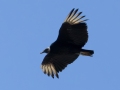 Black Vulture - Paton Center for Hummingbirds (Patons' Yard)  - Santa Cruz County, Arizona - May 4, 2023