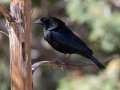 Bronzed Cowbird - Portal -Jasper -Moisan feeders, Cochise County, Arizona - May 10, 2023
