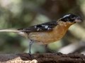 Black-headed Grosbeak - Portal -Jasper -Moisan feeders, Cochise County, Arizona - May 10, 2023