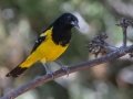 Scott's Oriole - Portal -Jasper -Moisan feeders, Cochise County, Arizona - May 10, 2023