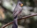 Pyrrhuloxia - Portal -Jasper -Moisan feeders, Cochise County, Arizona - May 10, 2023