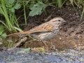 Song Sparrow (fallax Group) - San Pedro RNCA - Hereford Bridge, Cochise County, Arizona - May 4, 2023
