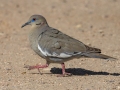 White-winged Dove  - Sweetwater Wetlands, Pima County, Arizona - May 7, 2023