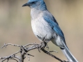 Mexican Jay - 	Lower Carr Canyon Picnic Area , Cochise County, Arizona - May 5, 2023