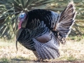 Wild Turkey - 	Lower Carr Canyon Picnic Area , Cochise County, Arizona - May 5, 2023