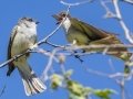Thick-billed Kingbirds - 	Portal--Cathedral Rock Rd at Creek Rd, Cochise County, Arizona - May 10, 2023