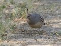 Gambel's Quail - Sweetwater Wetlands, Pima County, Arizona - May 7, 2023
