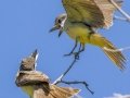 Thick-billed Kingbirds - 	Portal--Cathedral Rock Rd at Creek Rd, Cochise County, Arizona - May 10, 2023