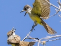 Thick-billed Kingbirds - 	Portal--Cathedral Rock Rd at Creek Rd, Cochise County, Arizona - May 10, 2023