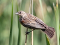 Red-winged Blackbird  - Sweetwater Wetlands, Pima County, Arizona - May 7, 2023