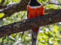 Elegant Trogon (Coppery-tailed) -  Cave Creek Canyon--South Fork, Cochise County, Arizona - May 10, 2023