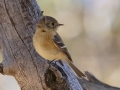 Buff-breasted Flycatcher - Carr Canyon - Reef Townsite CG , Cochise County, Arizona - May 5, 2023