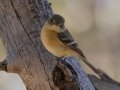 Buff-breasted Flycatcher - Carr Canyon - Reef Townsite CG , Cochise County, Arizona - May 5, 2023