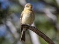 Buff-breasted Flycatcher - Carr Canyon - Reef Townsite CG , Cochise County, Arizona - May 5, 2023
