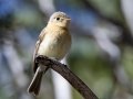 Buff-breasted Flycatcher - Carr Canyon - Reef Townsite CG , Cochise County, Arizona - May 5, 2023