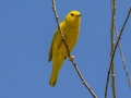 Yellow Warbler - Sweetwater Wetlands, Pima County, Arizona - May 7, 2023