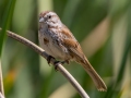 Song Sparrow - Sweetwater Wetlands, Pima County, Arizona - May 7, 2023