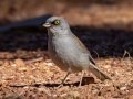 Yellow-eyed Junco - Carr Canyon - Reef Townsite CG , Cochise County, Arizona - May 5, 2023