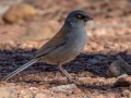 Yellow-eyed Junco - Carr Canyon - Reef Townsite CG , Cochise County, Arizona - May 5, 2023