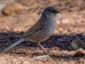 Yellow-eyed Junco - Carr Canyon - Reef Townsite CG , Cochise County, Arizona - May 5, 2023