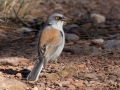 Yellow-eyed Junco - Carr Canyon - Reef Townsite CG , Cochise County, Arizona - May 5, 2023