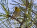 Olive Warbler - Carr Canyon - Reef Townsite CG , Cochise County, Arizona - May 5, 2023