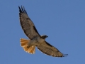 Red-tailed Hawk - Sweetwater Wetlands, Pima County, Arizona - May 7, 2023