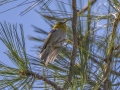 Olive Warbler - Carr Canyon - Reef Townsite CG , Cochise County, Arizona - May 5, 2023
