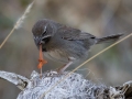 Five-striped Sparrow eating flower - Box Canyon, Pima County, Arizona - May 12, 2023