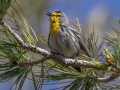 Grace's Warbler - Carr Canyon - Reef Townsite CG , Cochise County, Arizona - May 5, 2023