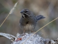 Five-striped Sparrow  - Box Canyon, Pima County, Arizona - May 12, 2023