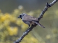 Black-throated Sparrow - Arizona-Sonora Desert Museum, Pima County, Arizona - May 7, 2023