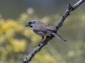 Black-throated Sparrow - Arizona-Sonora Desert Museum, Pima County, Arizona - May 7, 2023