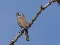 Black-throated Sparrow - Arizona-Sonora Desert Museum, Pima County, Arizona - May 7, 2023