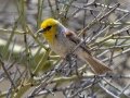 Verdin - Sweetwater Wetlands, Pima County, Arizona - May 7, 2023