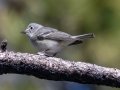 Plumbeous Vireo - Carr Canyon - Reef Townsite CG , Cochise County, Arizona - May 5, 2023