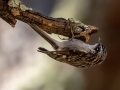 Brown Creeper - Carr Canyon - Reef Townsite CG , Cochise County, Arizona - May 5, 2023