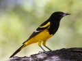 Scott's Oriole - Ash Canyon Bird Sanctuary, Cochise County, Arizona - May 9, 2023