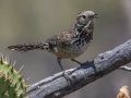 Cactus Wren - Arizona-Sonora Desert Museum, Pima County, Arizona - May 7, 2023