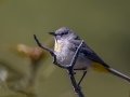 Virginia's Warbler - Carr Canyon Road - between Reef Townsite and Ramsey Vista CGs, Cochise County, Arizona - May 5, 2023