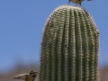 Cactus Wren - Arizona-Sonora Desert Museum, Pima County, Arizona - May 7, 2023