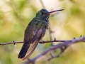 Berryline Hummingbird - Madera Canyon - Santa Rita Lodge, Santa Cruz County, Arizona - May 13, 2023