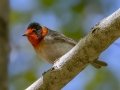 Red-faced Warbler - Carr Canyon - Comfort Spring Trail , Cochise County, Arizona - May 5, 2023