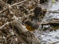 Fan-tailed Warbler  - Box Canyon, Pima County, Arizona - May 13, 2023