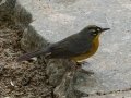 Fan-tailed Warbler  - Box Canyon, Pima County, Arizona - May 13, 2023
