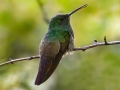 Berryline Hummingbird - Madera Canyon - Santa Rita Lodge, Santa Cruz County, Arizona - May 13, 2023
