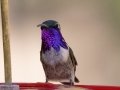 Lucifer Hummingbird - Ash Canyon Bird Sanctuary, Cochise County, Arizona - May 9, 2023