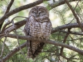 Spotted Owl (Mexican) - Pinery Canyon - Cochise County, Arizona - May 14, 2023